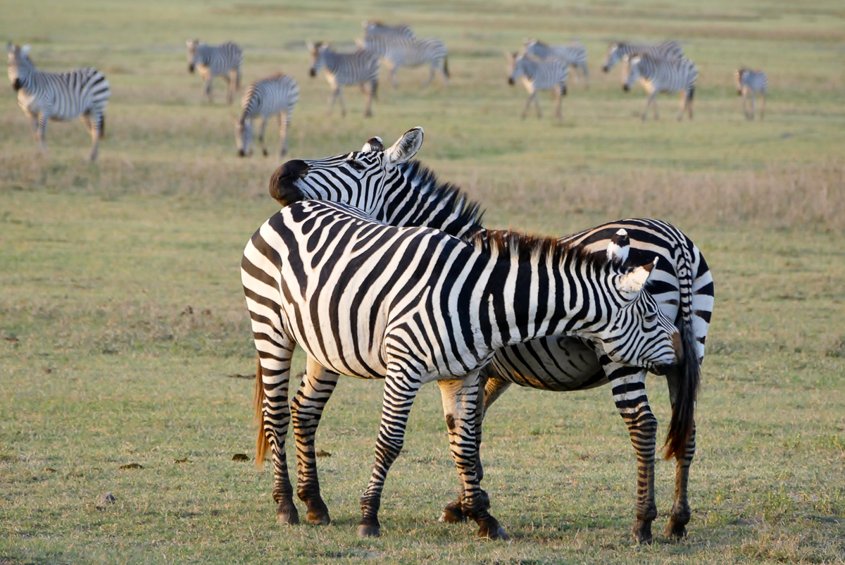 Ngorongoro Krater Zebras