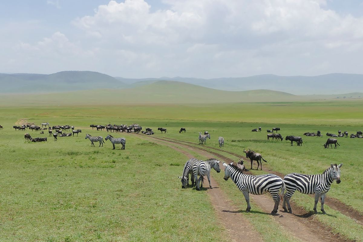 Safari Ngorongoro Krater Zebras