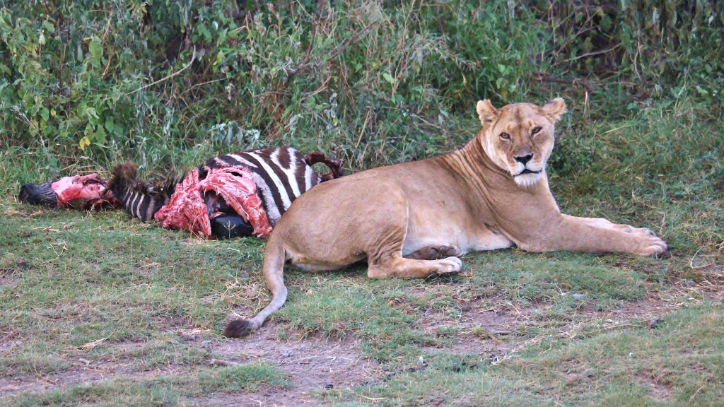 Löwin mit Beute am Lake Ndutu Tansania
