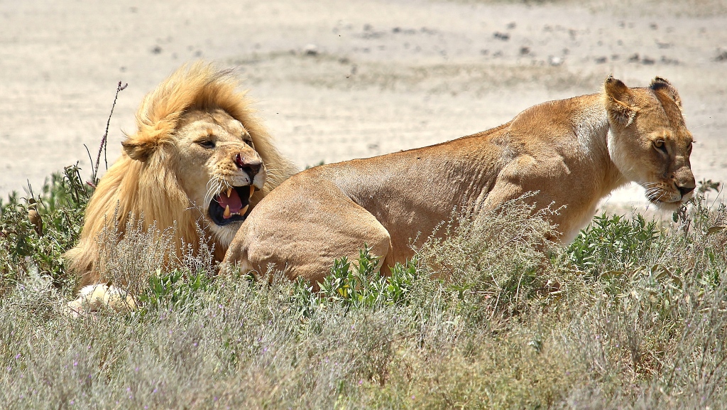 Löwen nahe Lake Ndutu Tansania Lions