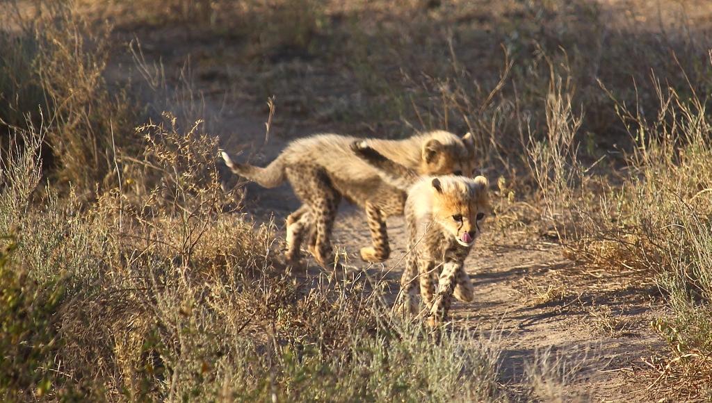 Cheetah Cubs Baby Geparden Lake Ndutu Tansania