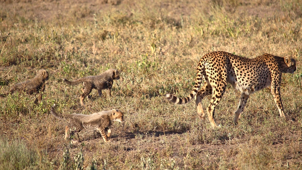 Cheetah Mutter mit drei Babys