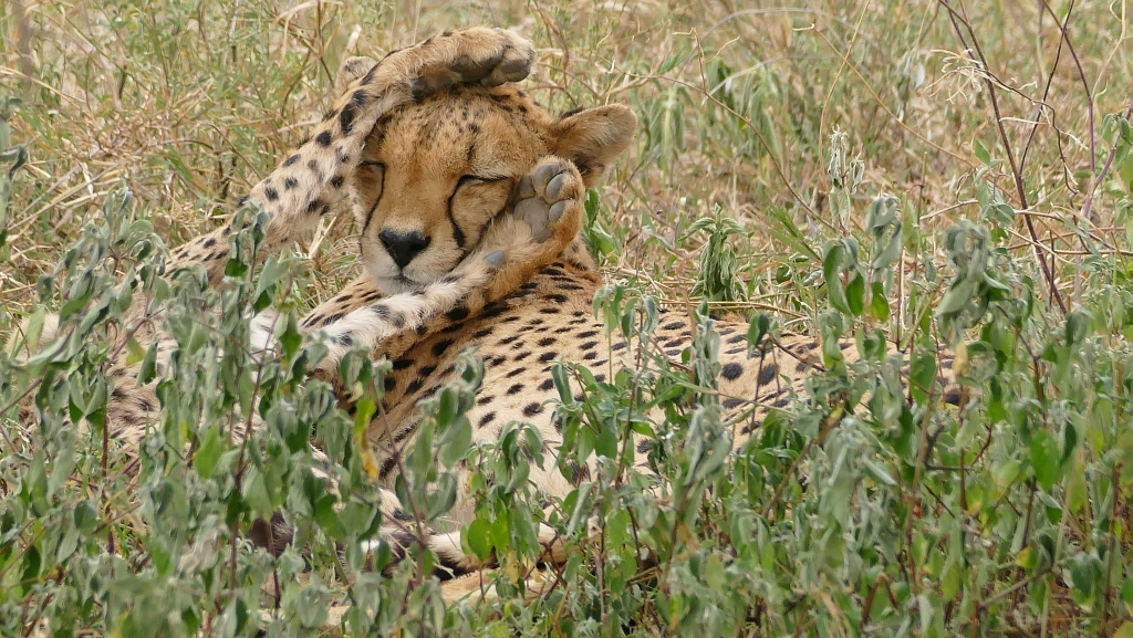 Cheetahs Lake Ndutu Tansania