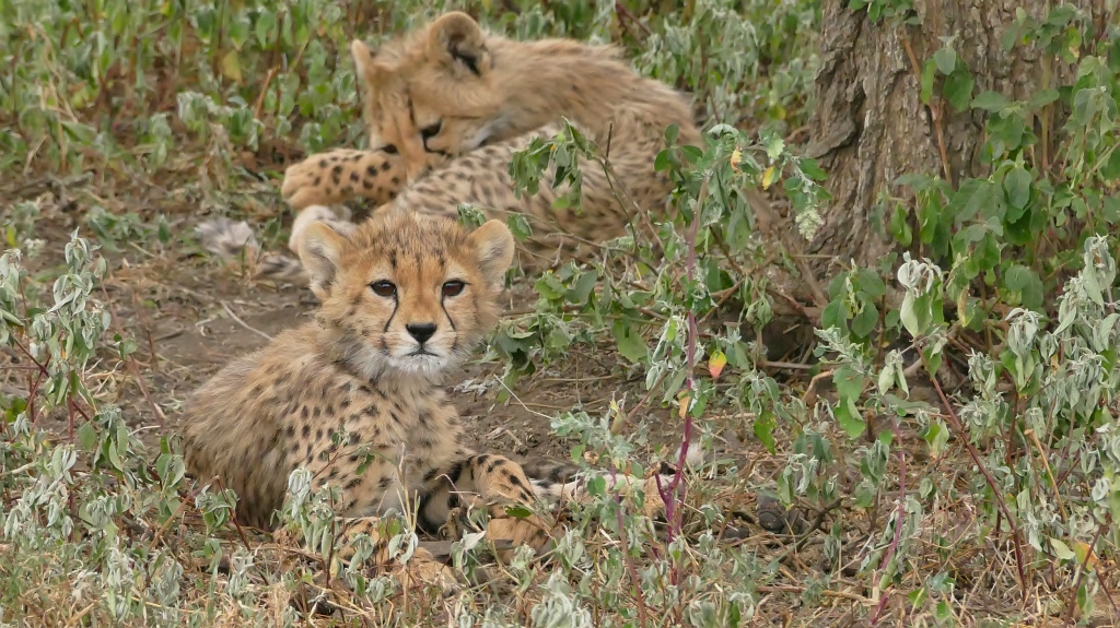 Baby Cheetah Cub Lake Ndutu Tanzania