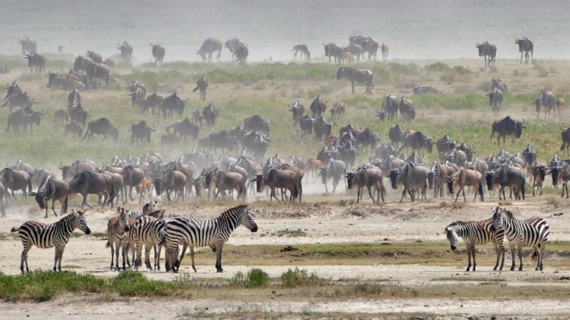 Lake Ndutu: Great Migration und die Launen der Natur