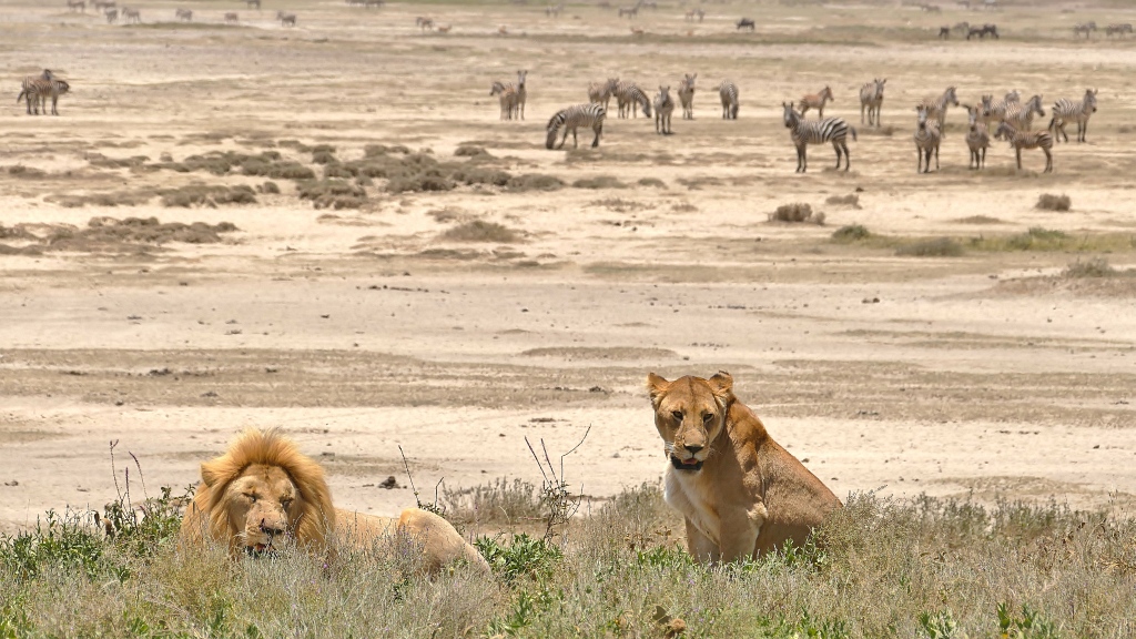Lions with Zebras in Tanzania