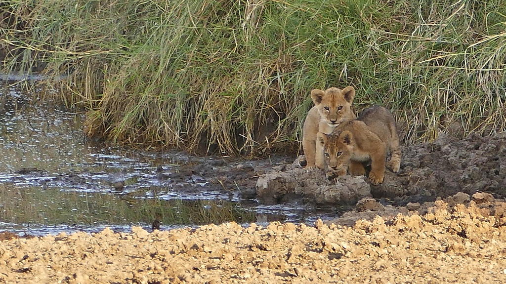 Lion Cubs Babylöwen Lake Ndutu Tansania