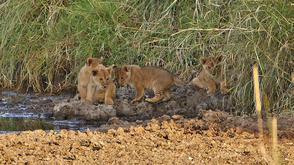 Lion Cubs Baby Loewen Tanzania Lake Ndutu