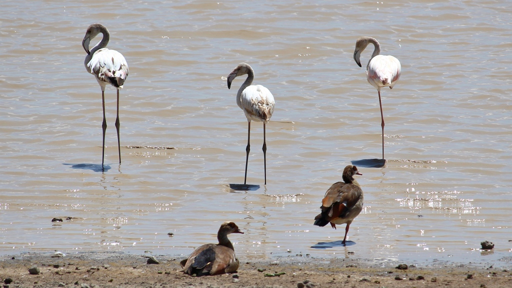 Pelikane Lake Masek Tanzania