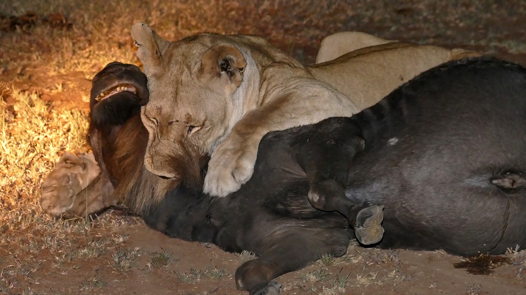 Erfolgreiche Löwen Jagd im Singita Grumeti Reserve“ class=