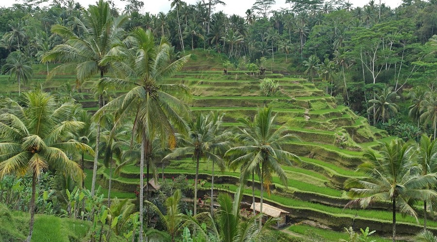 Der Regen auf Bali hat auch viele Vorteile, z.B. üppige Vegetation