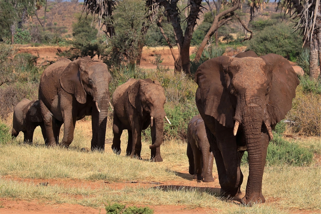 Elefanten Samburu Reservat Kenia“ class=