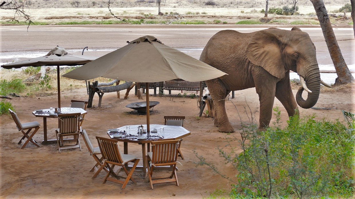 Samburu: Luxus-Camping im Wohnzimmer der Elefanten