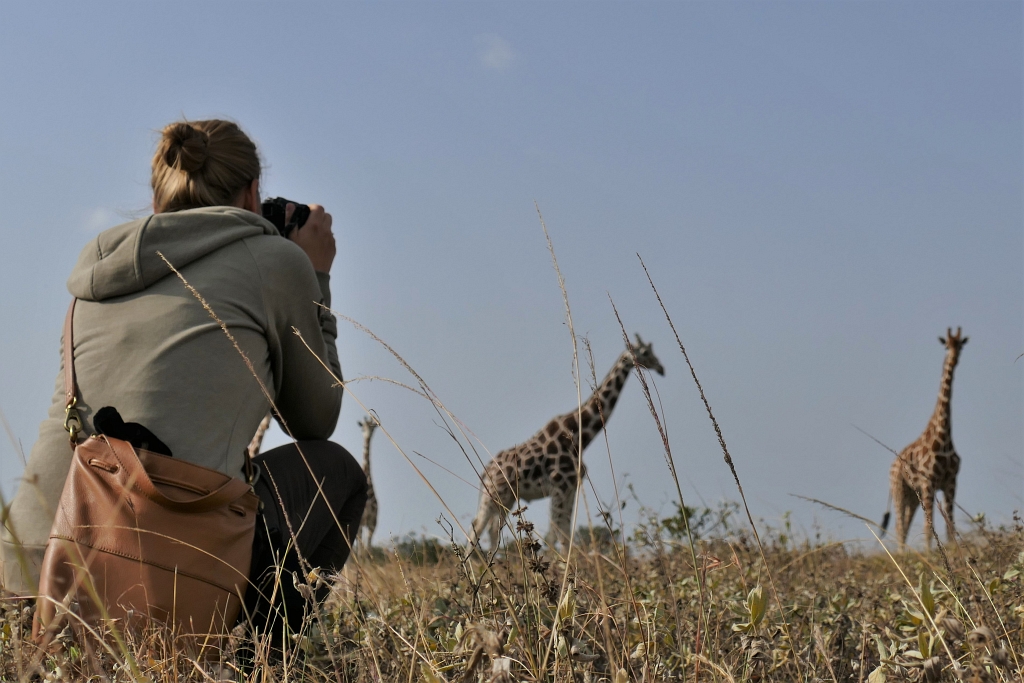 Giraffen in Kenias Hochland“class=