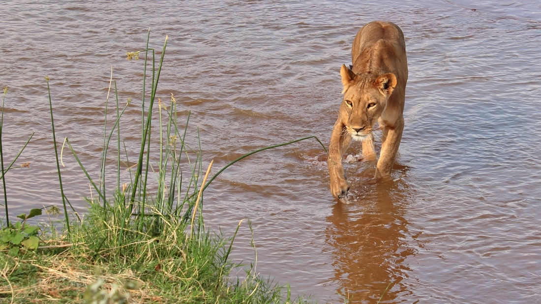 Wasserratte? Eine junge Löwin überquert das Flussbett“ srcset=