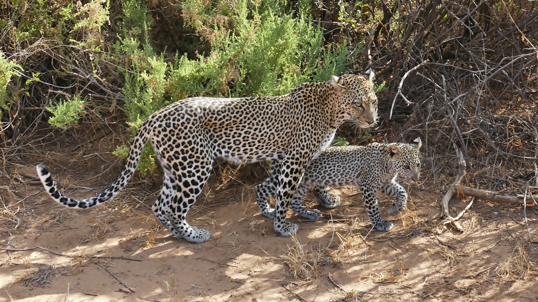 Ein besonderer Moment: Leopardin mit Baby nur wenige Meter vor unserem Fahrzeug“ srcset=