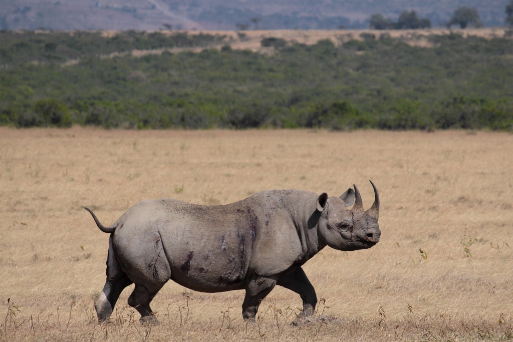 Black Rhino: Spitzmaulnashorn im Solio Reservat“class=