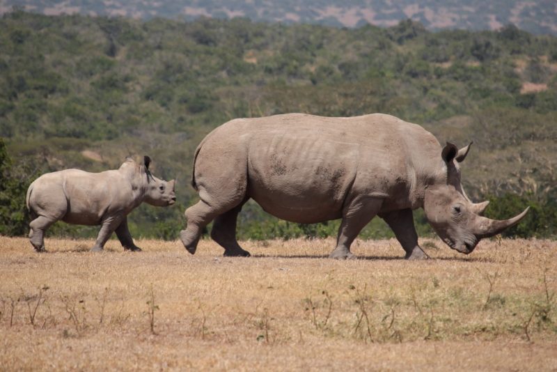 Kenias Hochland:  Ein Reich für Rhinos und Naturliebhaber