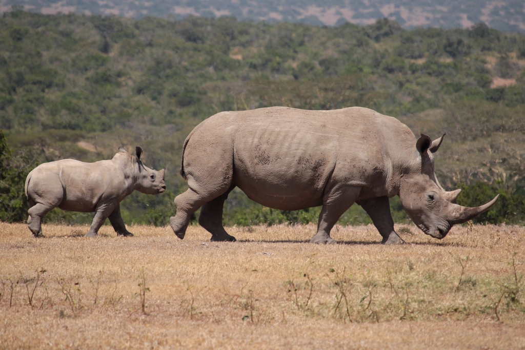 Kenias Hochland:  Ein Reich für Rhinos und Naturliebhaber