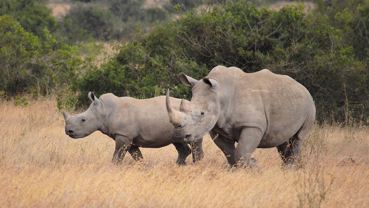 Rhino Watch Safaris Lodge Kenia