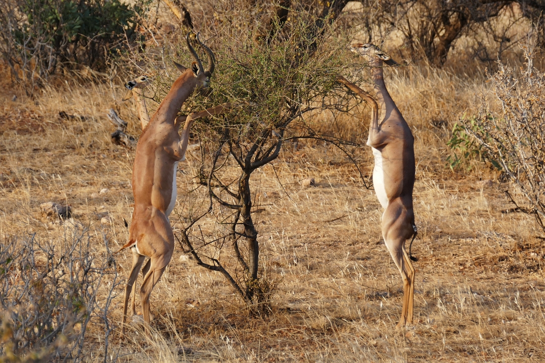 Gerenuk Giraffengazellen Samburu Kenya“ class=