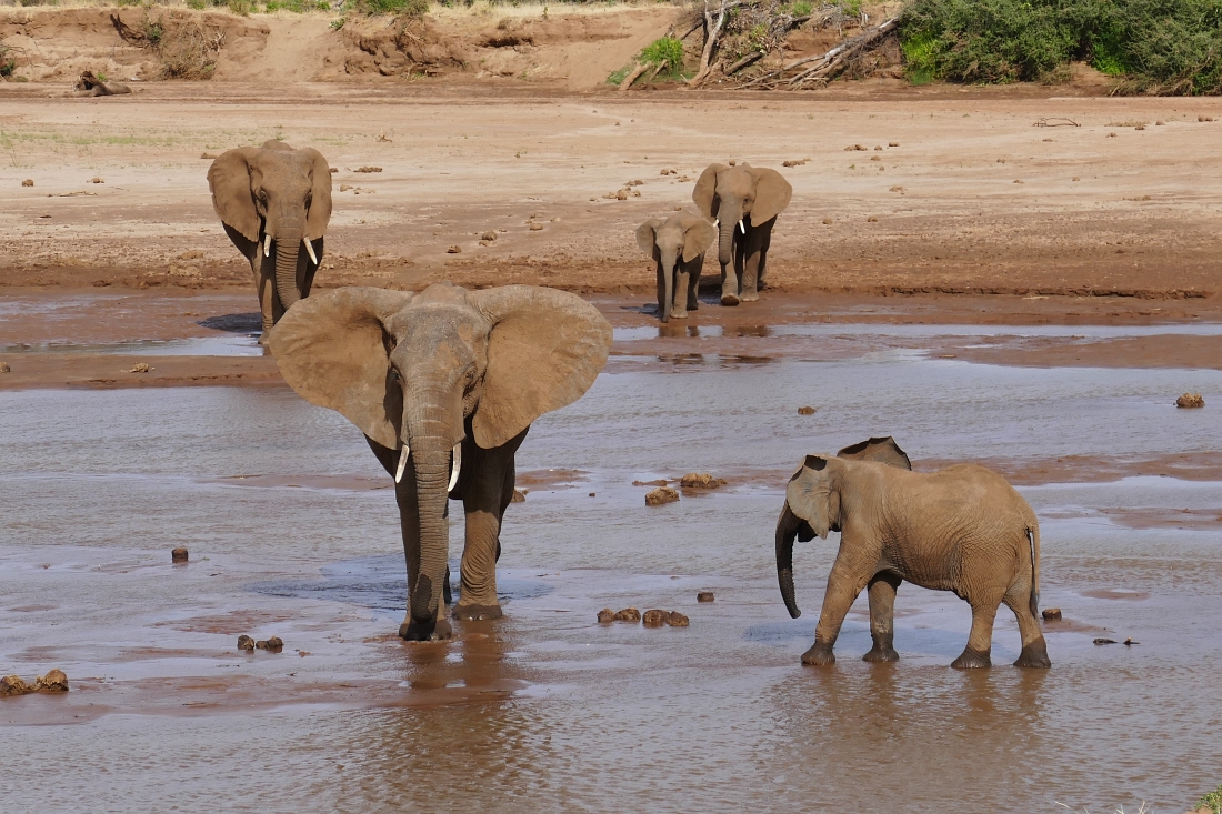 Samburu Kenia Elefanten im Fluss“ class=
