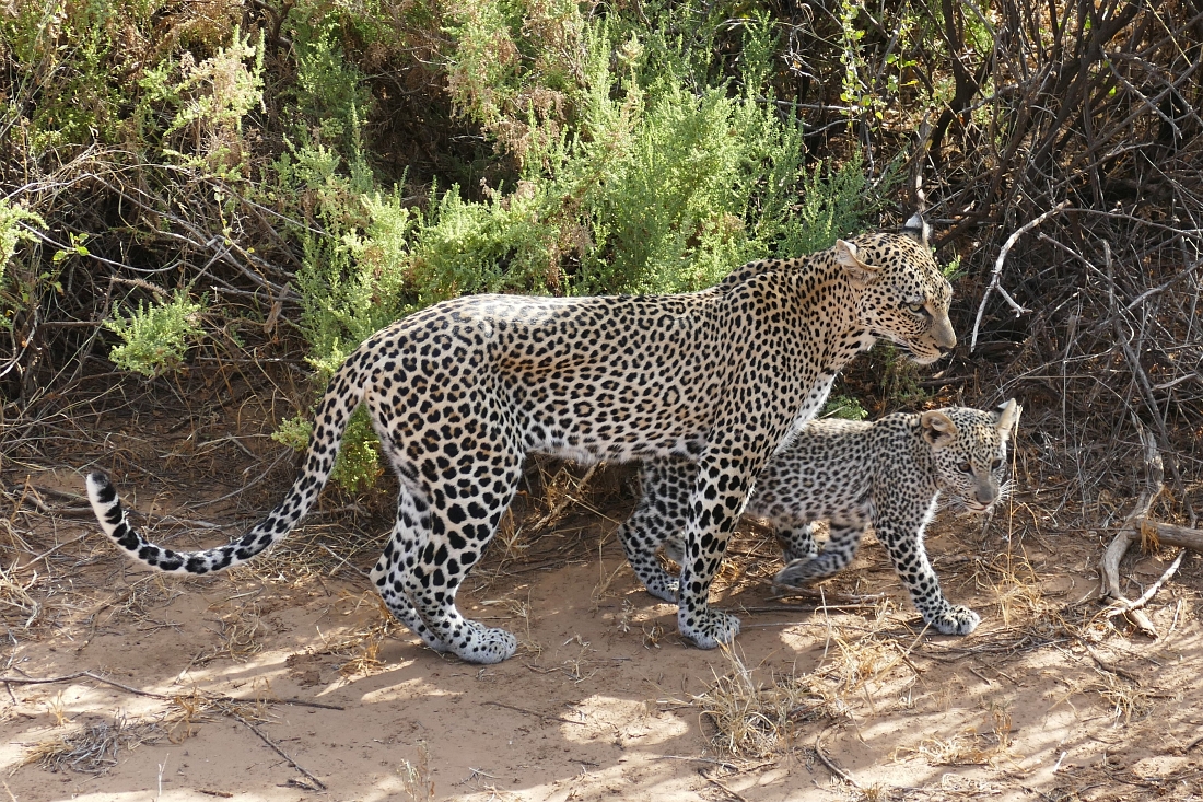 Samburu Kenya Leopard mit Cub“ class=