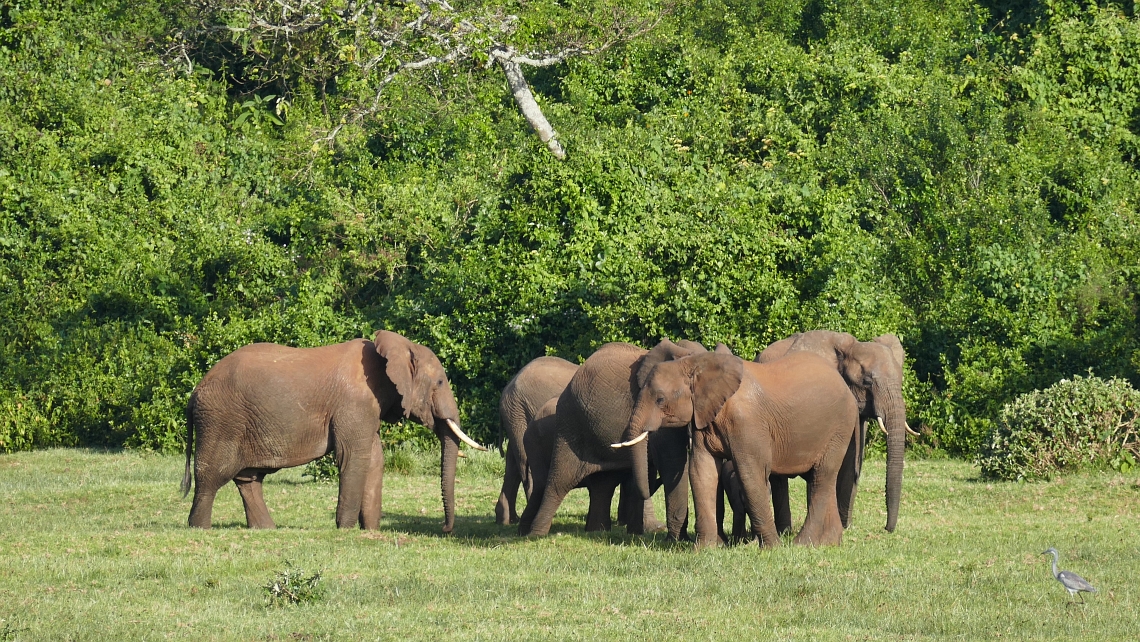 Shimba Hills Elephants Kenia“class=