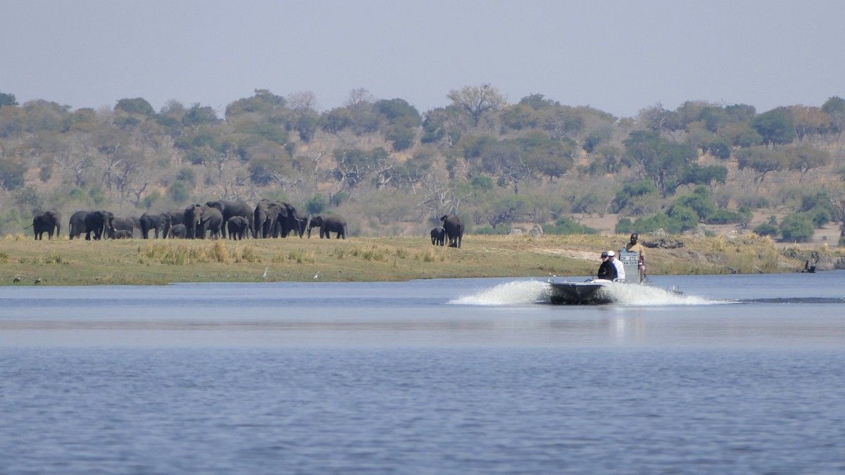 Chobe Princess - Elefanten am Chobe Fluss Botswana