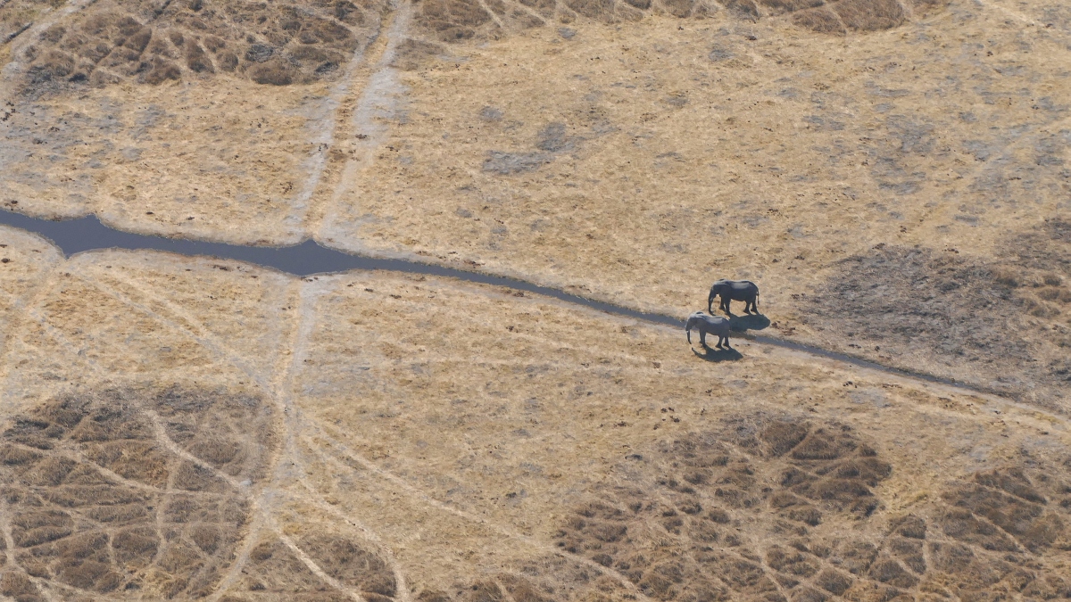 Luftaufnahme Elefanten Aerial Botswana
