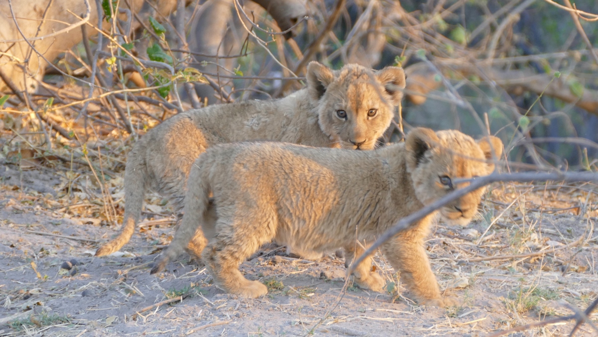 Löwen Babys Lion Cubs Selinda Camp Botswana