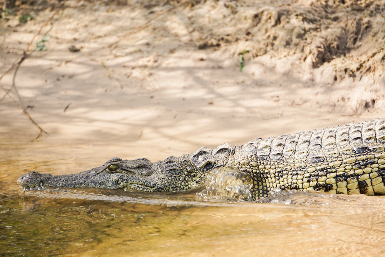 Tongabezi Lodge Sambesi River Crocodile 