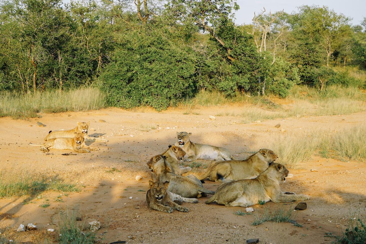 Garonga Safari Camp Löwe