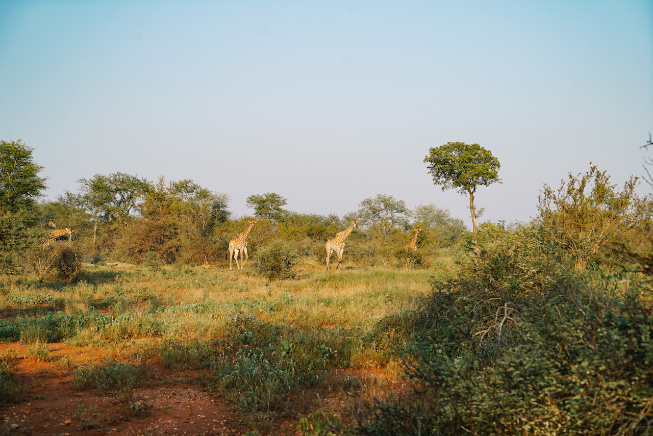 Garonga Safari Camp Giraffen