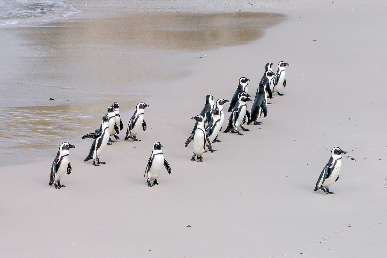 Pinguine Simons Town Boulders Beach