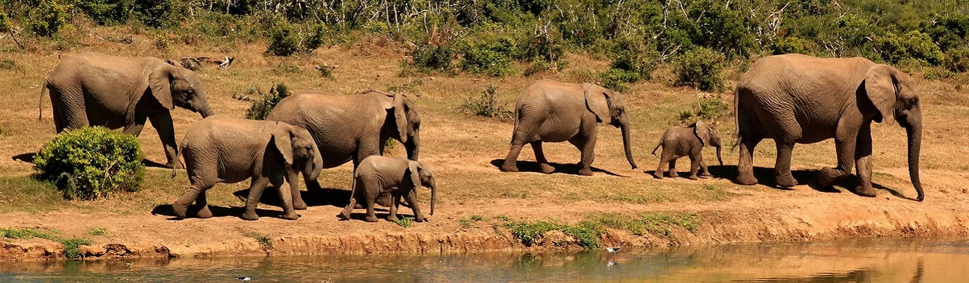 Safari im März? Elefanten am Flussufer in Tansania