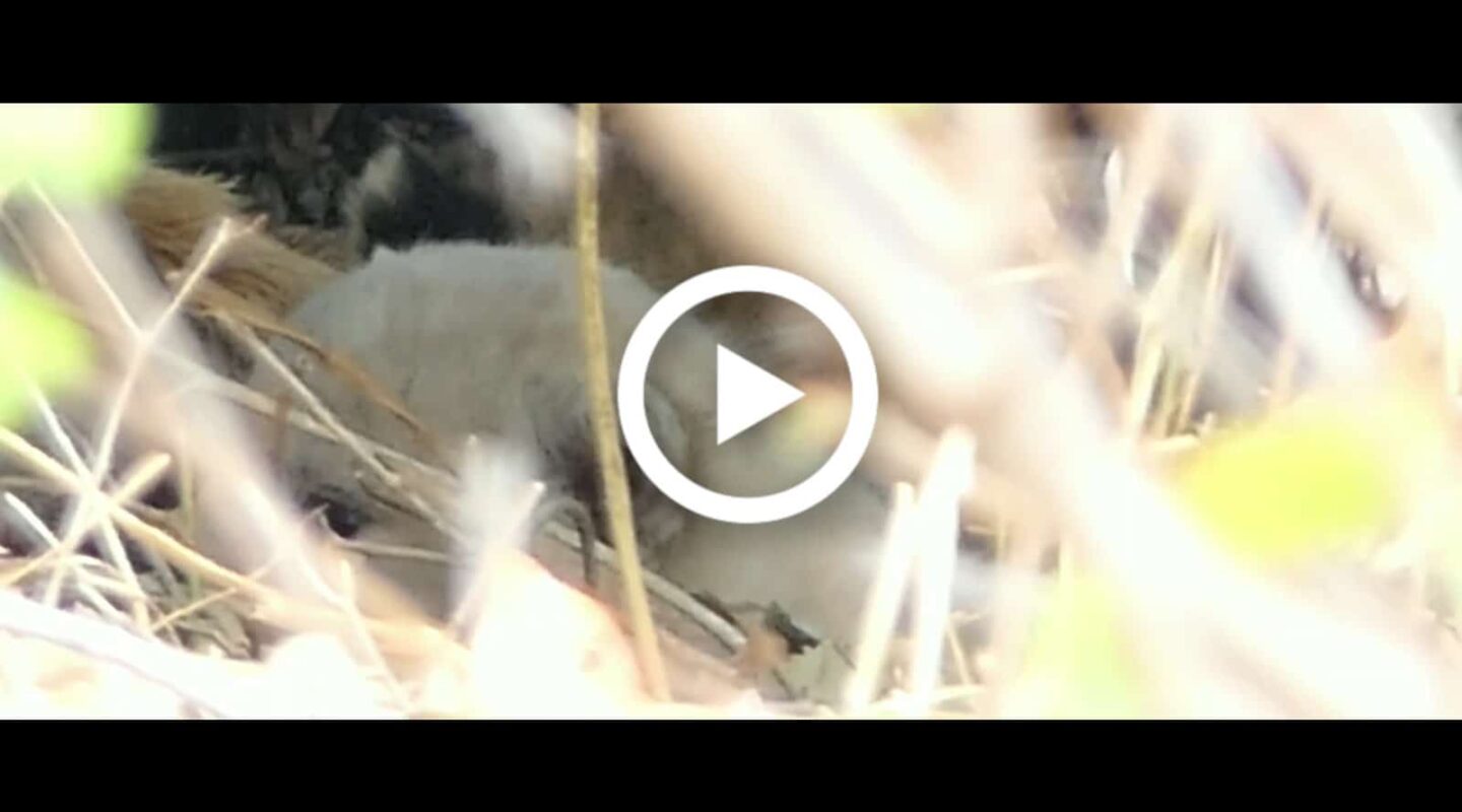 Zum Video: White Lion Ngala