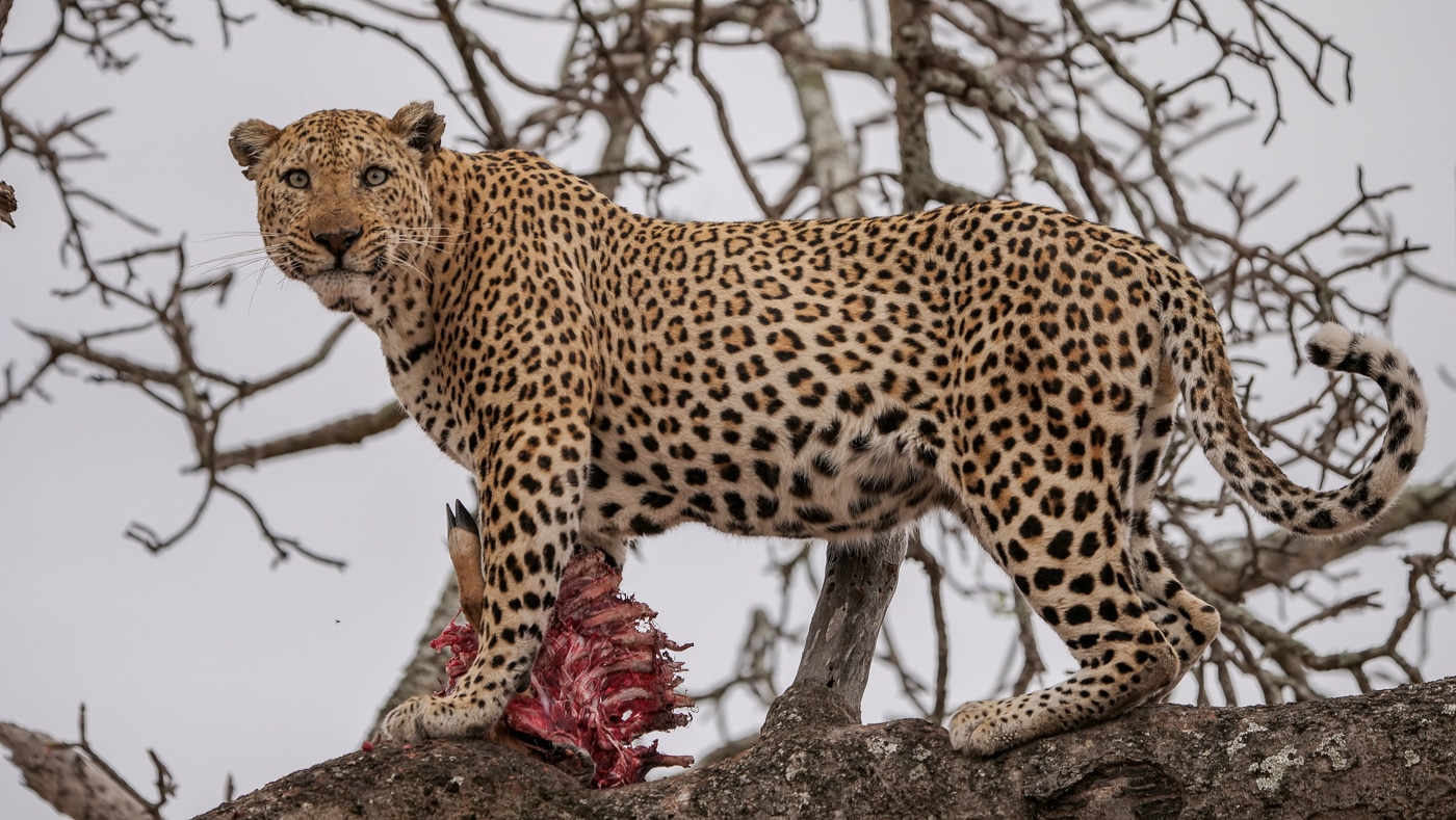 Ulusaba Safari Lodge leopard
