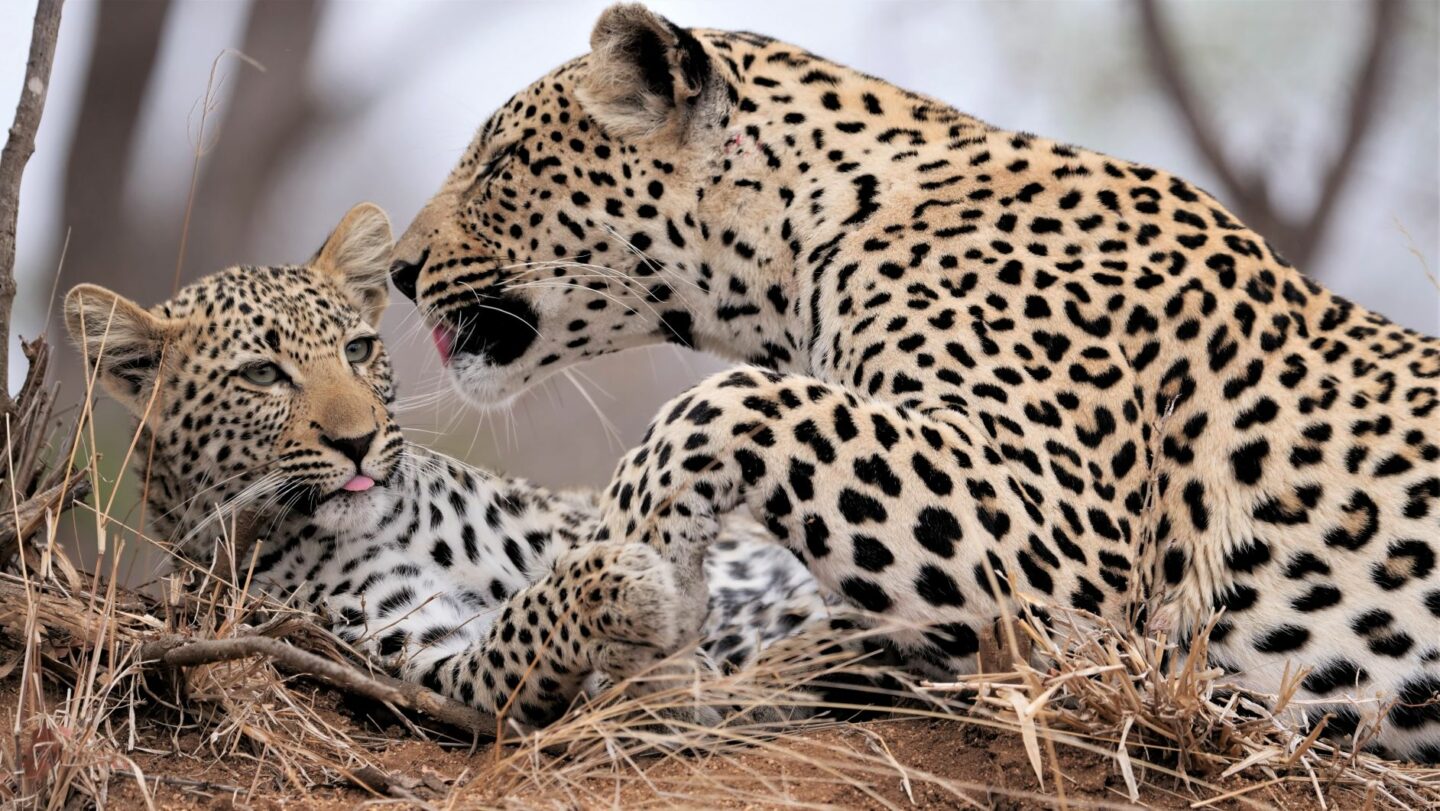 Ulusaba Safari Lodge Leoparden