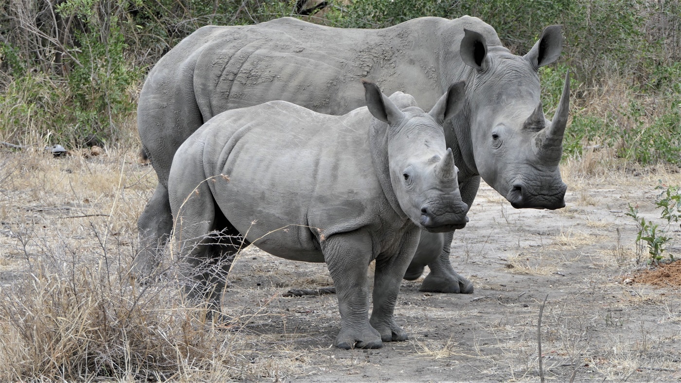Ulusaba Safari Lodge Rhinos